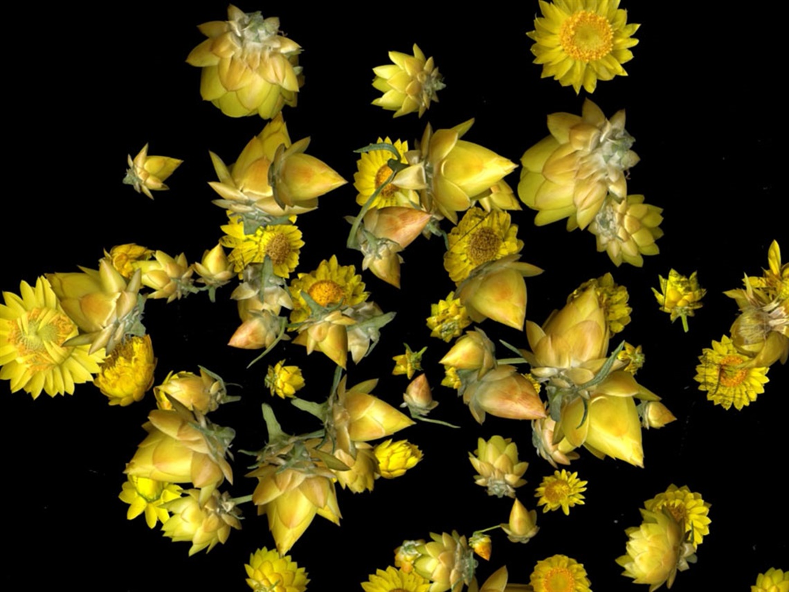 A video still of scattered yellow everlasting daisy buds and flowers against a black background.