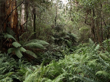 A photo showing a lush, green, rainforest, after rain.