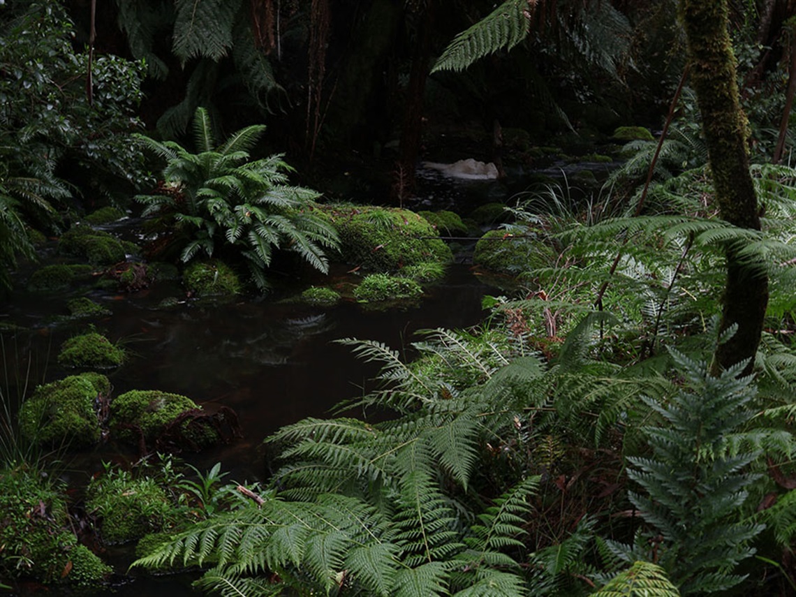 A photo showing a lush, green, rainforest