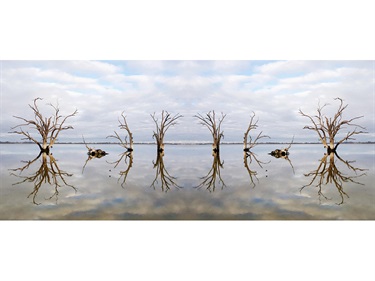 A photo of tree trunks reflected in water, with blue sky and clouds above, reflecting on the water below. The image is mirrored like a Rorschach.