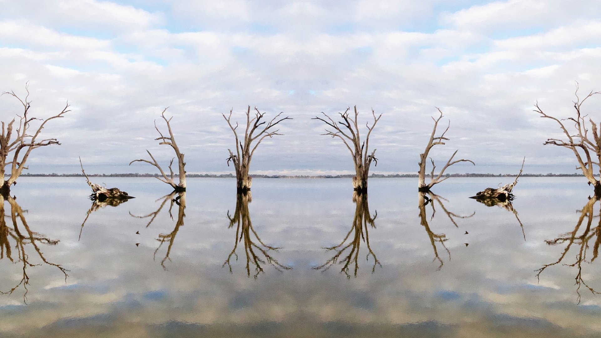 Photograph of leafless trees reflected in calm water beneath a cloudy sky.