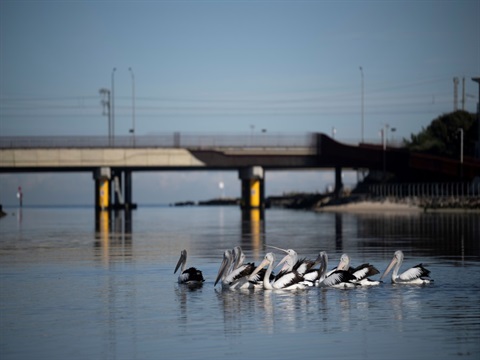 Patterson River_2025-2622 - website crop.jpg